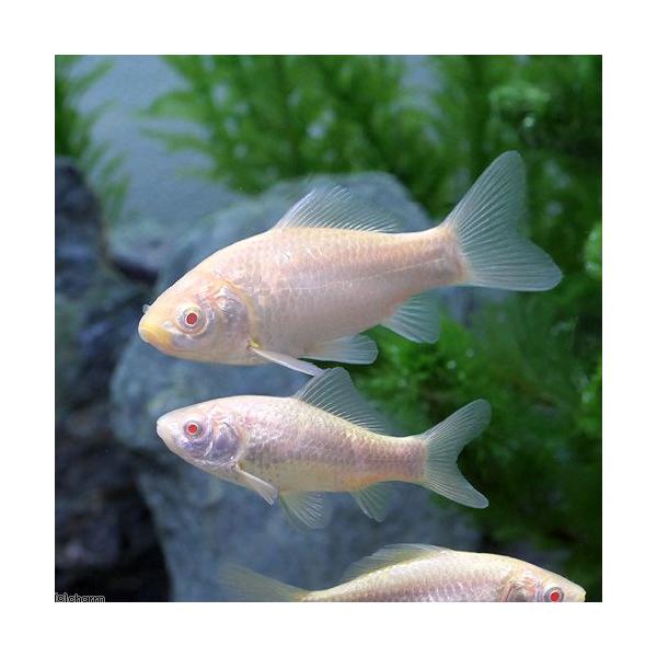 （淡水魚）アルビノフナ（１匹）