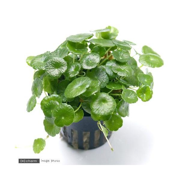 ij~j}bV[igsJ|bgjitji_jiP|bgj