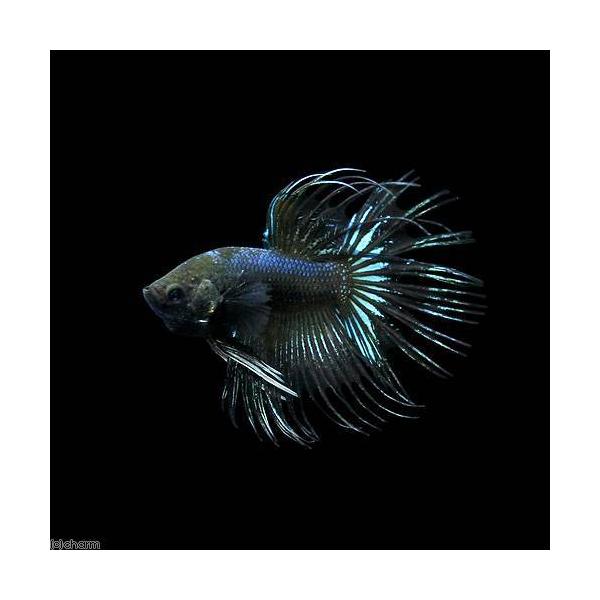 PF_SPQ　fish_database　熱帯魚・エビ他　ベタ・グラミー・アナバス　改良ベタ　クラウンテール　ベタ・クラウンテール　ブラックオーキッド　オス　Ｂｅｔｔａ　ｓｐｌｅｎｄｅｎｓ　ｖａｒ．　ベタ・グラミー　ベタ　beta_crow...