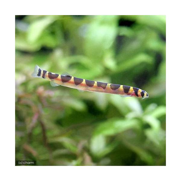 _aqua　熱帯魚・エビ他　ローチの仲間　ドジョウ系　クーリーローチ　６匹　コイ　ラスボラ等　ローチ・ボーシャ　ビギナーにオススメ　Ｐａｎｇｉｏ　ｋｕｈｌｉｉ　fish_　wsf・エビ　corydoras_roach　20140314　ＡＫ...