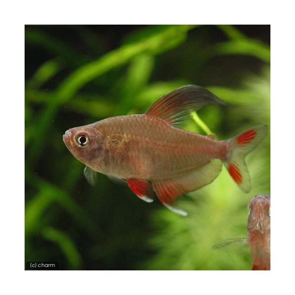 PF_SPQ　_aqua　熱帯魚・エビ他　カラシン　テトラ等　南米産　小型種　ハイフェソブリコン　ファントム系　ロージーテトラ　６匹　fish_database　Ｈｙｐｈｅｓｓｏｂｒｙｃｏｎｒｏｓａｃｅｕｓ　ビギナーにオススメ　MS0105...