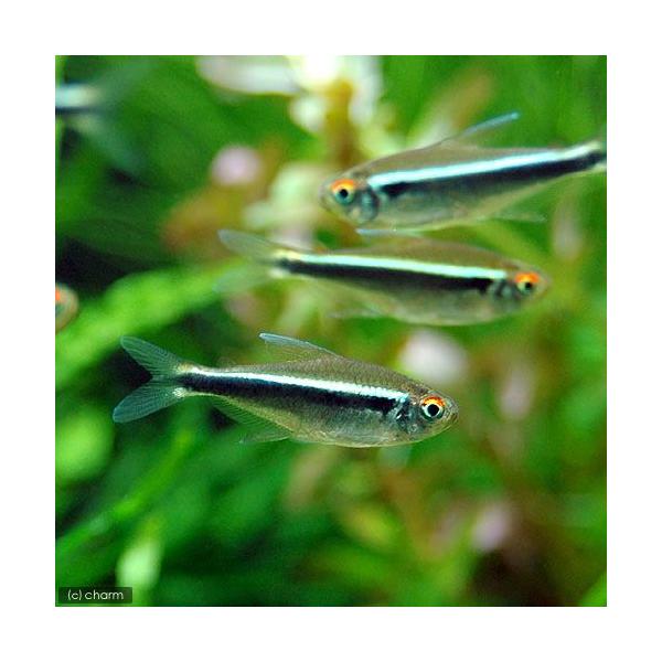 PF_SPQ　_aqua　熱帯魚・エビ他　カラシン　テトラ等　南米産　小型種　ハイフェソブリコン　細身系　ブラック・ネオン　１０匹　fish_database　ビギナーにオススメ　Ｈｙｐｈｅｓｓｏｂｒｙｃｏｎ　ｈｅｒｂｅｒｔａｘｅｌｒｏｄｉ...