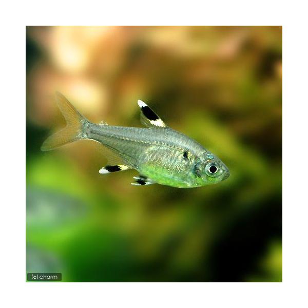 PF_SPQ　_aqua　熱帯魚・エビ他　カラシン　テトラ等　南米産　小型種　その他小型種　プリステラ　６匹　fish_database　ビギナーにオススメ　Ｐｒｉｓｔｅｌｌａ　ｍａｘｉｌｌａｒｉｓ　Ｐｒｉｓｔｅｌｌａｍａｘｉｌｌａｒｉｓ　...