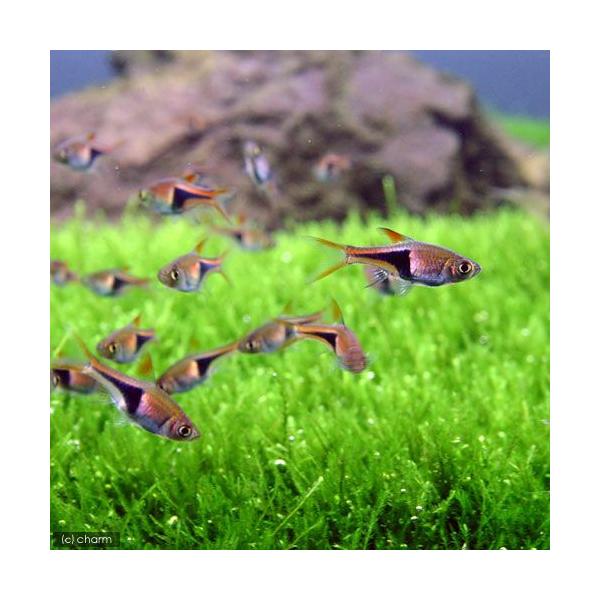 PF_SPQ　_aqua　熱帯魚・エビ他　コイ　ラスボラ等　ラスボラ系　ラスボラ・ヘテロモルファ　６匹　fish_database　小型種　ビギナーにオススメ　トリゴノスティグマへテロモルファ1　koiラスボラ系　fi_hrnditokka...