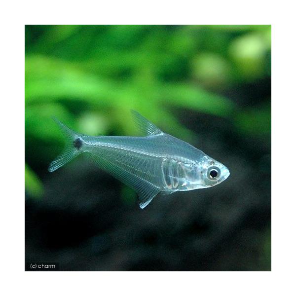 PF_SPQ　熱帯魚・エビ他　カラシン　テトラ等　南米産　小型種　その他小型種　ペルーグラス・テトラ　１匹　fish_database　cool　Ｌｅｐｔａｇｏｎｉａｔｅｓ　ｐｉ　Ｐｈｅｎａｃｏｇａｓｔｅｒ　ｐｅｃｔｉｎａｔｕｓ　トライアン...