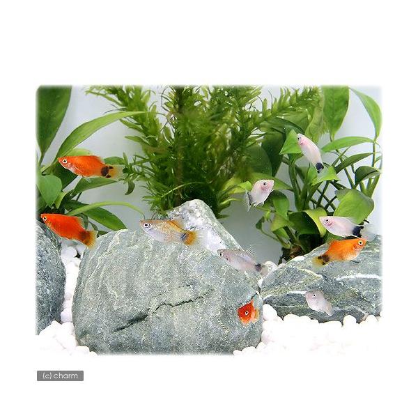 PF_SPQ_aqua　熱帯魚・エビ他　プラティ・卵胎生メダカ　プラティの仲間　ミックスプラティ　４匹　fish_database　ビギナーにオススメ　ビギナー小型向け生体　動画淡水生体　動画　映像　ムービー　beginerfish_pur...