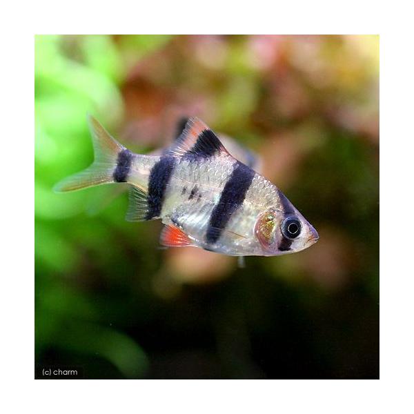 _aqua　熱帯魚・エビ他　コイ　ラスボラ等　種類で選ぶ　バルブ　プンティウス　系　スマトラ　６匹　fish_database　小型種　ビギナーにオススメ　Ｐｕｎｔｉｇｒｕｓ　Ｐｕｎｔｉｕs　sｙsｔｏｍｕs　ｔｅｔｒａｚｏｎａ　プンティウ...