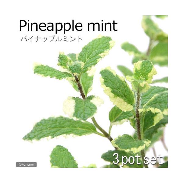 iϗtAjn[uc@~g@pCibv~g@RiR|bgj@ƒ؉