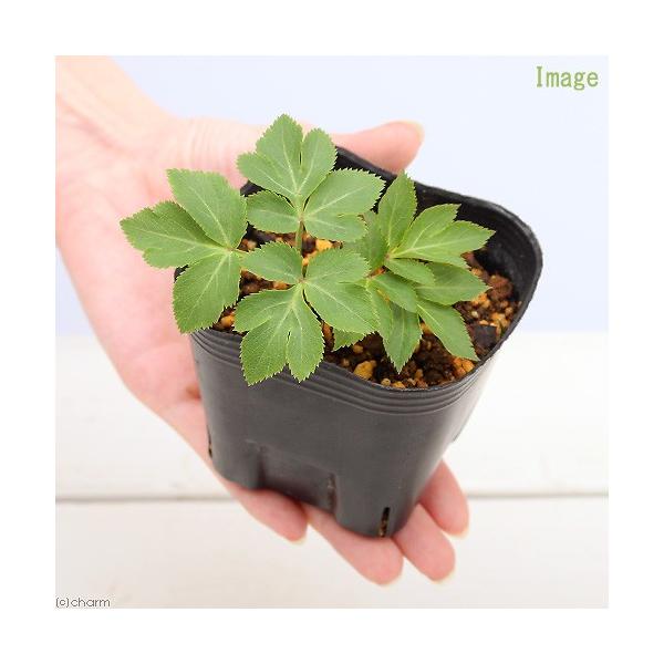 iR쑐jn}{EtE@QDT`RiP|bgj@ƒ؉ixԁj