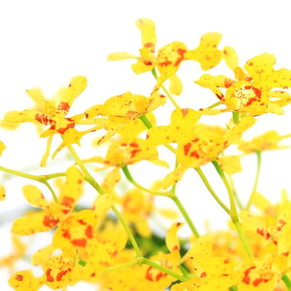 （観葉植物）　観葉植物　園芸　ガーデニング　ビバリウム　アクアテラリウム　パルダリウム　花　苗　洋ランシリーズ　洋蘭　着生ラン　オンシジウム　Ｏｎｃｉｄｉｕｍ　ｏｂｒｙｚａｔｕｍ　育て方　育成方法　栽培方法　Ｏｎｃｉｄｉｕｍ　ｏｂｒｙｚａｔ...