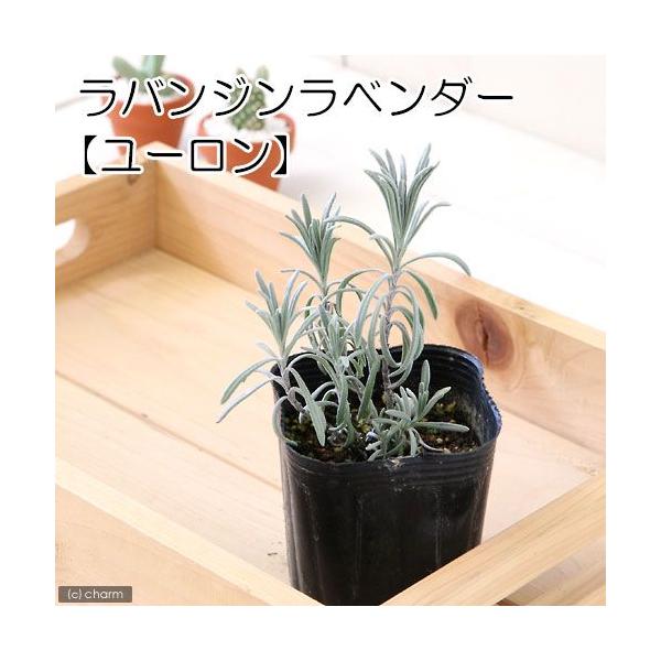 iϗtAjn[uc@x_[@oW@[@RiP|bgj@ƒ؉