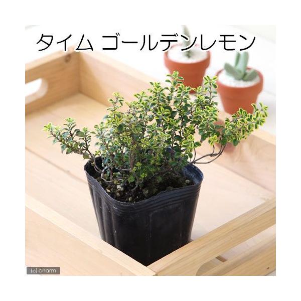 iϗtAjn[uc@^C@S[f@RiP|bgj@ƒ؉@@eB[