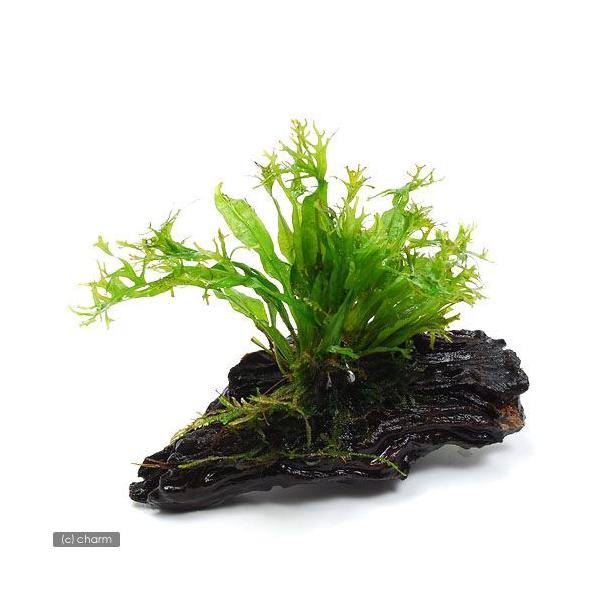 ij~N\E@EFfBt@؁@rrTCYiP{jiPOj