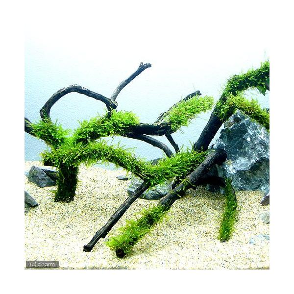 ij琬ρ@EB[X@}󗬖؁@lTCYiQO`jitji_jiP{j