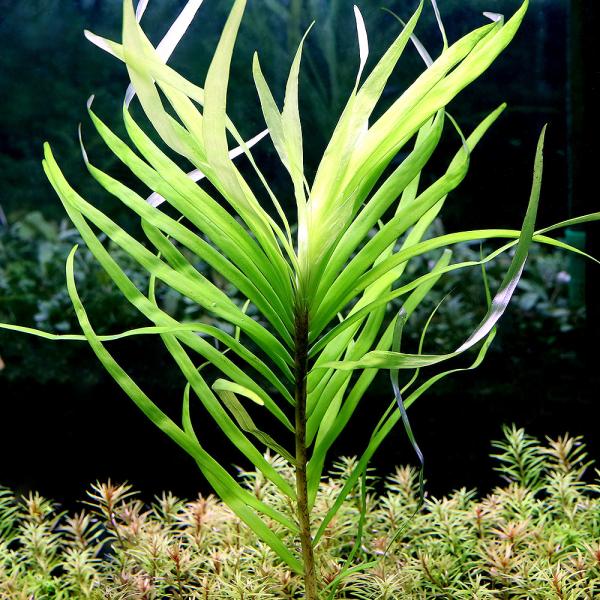 ijGCNzjA@AYAitji_jiP{j