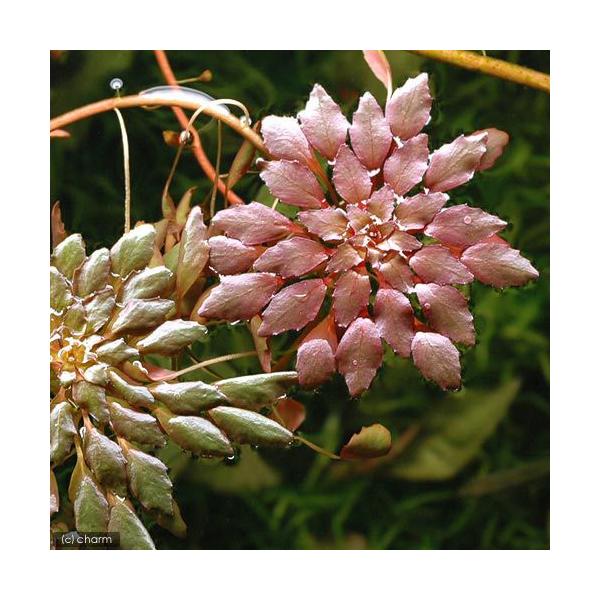 ijhEBWA@ZhCfXiEH[^[_Cji_jiPj