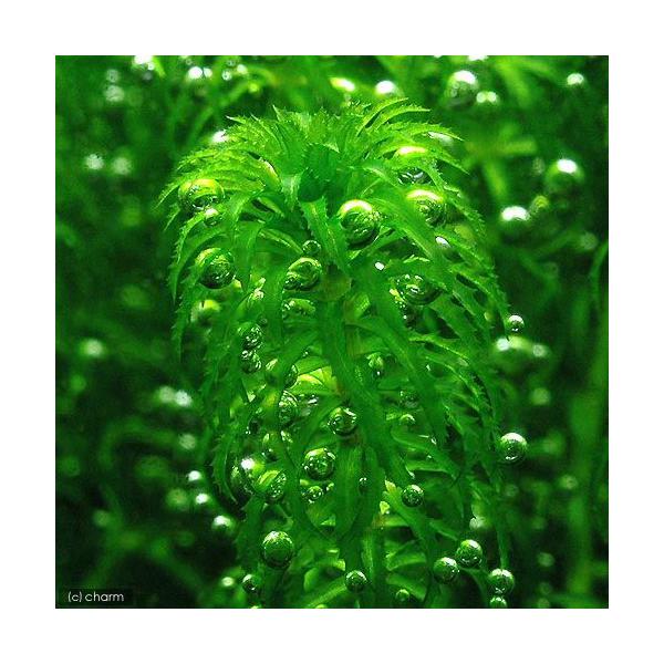 ijO[gXiGQA@iXjitji_jiT{jLs@i@Y