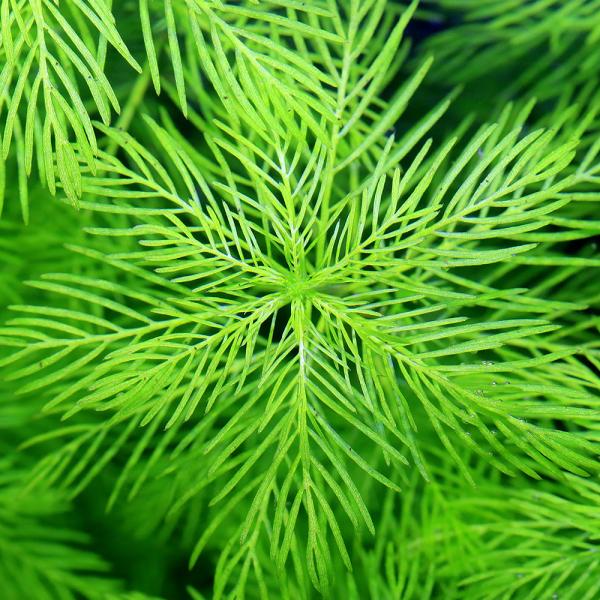 PF_SPQ　熱帯魚　_aqua　有茎　マ行　Myriophyllum　水草　中景草　横に広がる　wp_kywrdマトグロッセンセ　pltb　X1w8_UmMxvl　wptop2_190206　p5wpss21　p5mizbrk2305　y...