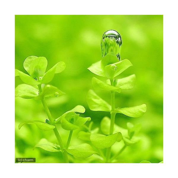 熱帯魚　_aqua　all_plants　ラージパールグラス　wp_kywrd　GreenCarpet　Ygf0_Jmauu7　wptop3_191009　47house　noryo　y22m01　pus2501leaf01　aquafes...