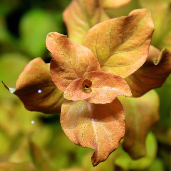 PF_SPQ　熱帯魚　_aqua　有茎　ヤ行　plantsoct　Ludwigia　水草　後景草　赤い　ルドウィジア　オバリス　all_plants　水草赤い　lotany34　autumn_wp　p5mizbrk2305　y22m01　s...