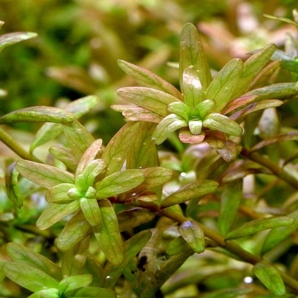 Rotala_dyforia　熱帯魚　_wp　_aqua　Rotala　水草　後景草　赤い　ロタラロトンディフォリアはこちら　all_plants　水草赤い　wp_kywrd　ロタロト水中単体　pltb　SrHG7mb3　0　44ｋｋ　au...