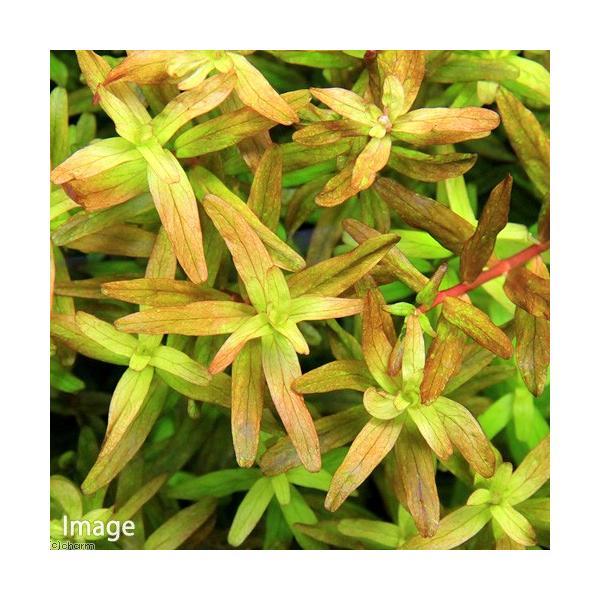 水草 ロタラ インディカ 無農薬 １０本 Buyee Buyee Japanese Proxy Service Buy From Japan Bot Online