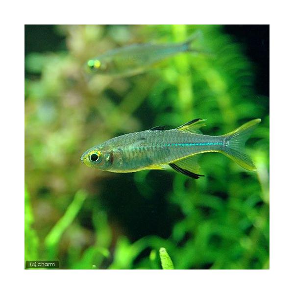 PF_SPQ　_aqua　熱帯魚・エビ他　レインボーフィッシュ　セレベス・レインボー　４匹　fish_database　Ｔｅｌｍａｔｈｅｒｉｎａ　ｌａｄｉｇｅｓｉ　Ｍｅｒｏｓａｔｈｅｒｉｎａ　kaijyo　MS0105　fishtop6_1...