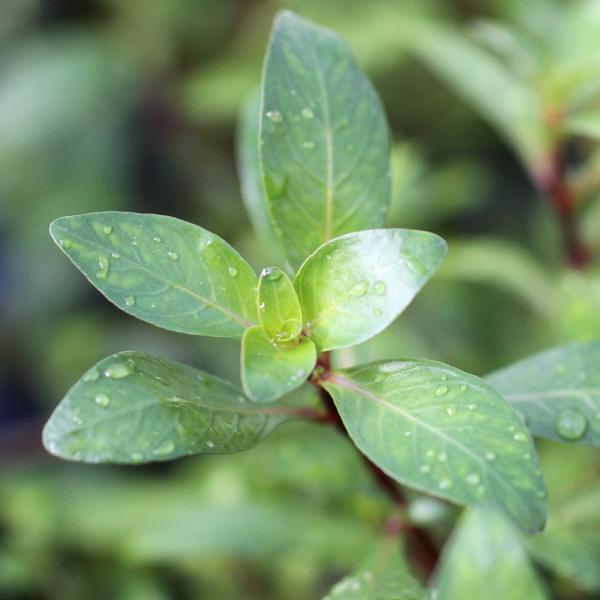 水草 ルドウィジア インクリナータ キューバ 水上葉 無農薬 ３本 チャーム Charm Paypayモール店 通販 Paypayモール