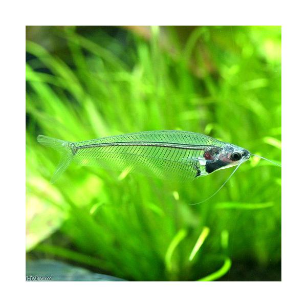 PF_SPQ　_aqua　熱帯魚・エビ他　ナマズの仲間　トランスルーセント・グラスキャット　２匹　Ｋｒｙｐｔｏｐｔｅｒｕｓ　ｂｉｃｉｒｒｈｉｓ　fish_database　ビギナーにオススメ　cool　ビギナー小型向け生体　trans-gl...