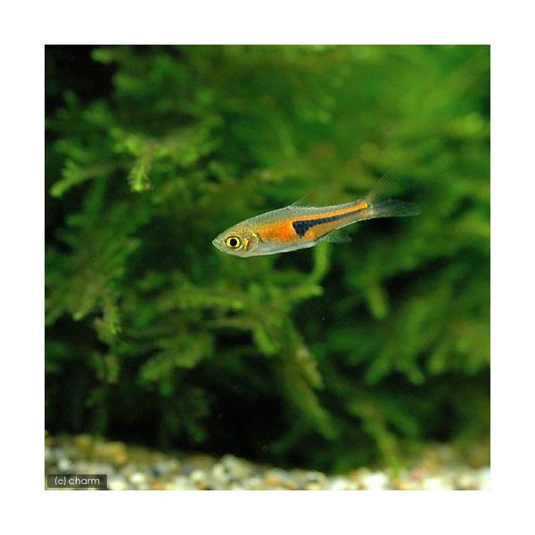 _aqua　熱帯魚・エビ他　コイ　ラスボラ等　ラスボラ系　ラスボラ・エスペイ　６匹　fish_database　小型種　ビギナーにオススメ　Ｔｒｉｇｏｎｏｓｔｉｇｍａ　ｅｓｐｅｉ　トリゴノスティグマエスペイ　koiラスボラ系　kaijyo　...