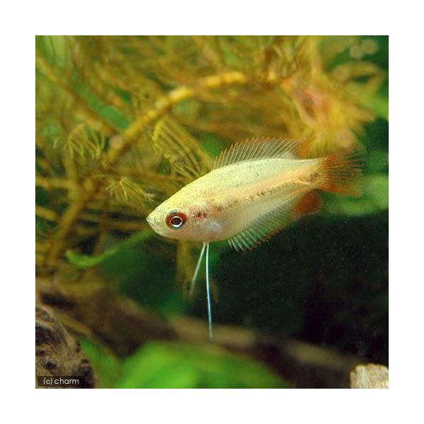 PF_SPQ　_aqua　熱帯魚・エビ他　グラミー・アナバス　グラミー・リコリス　ゴールデンハニーレッドドワーフグラミー　ゴールデンハニーレッドドワーフグーラミー　ゴールデンハニーレッドドワーフグーラミィ　fish_database　Ｃｏｌ...