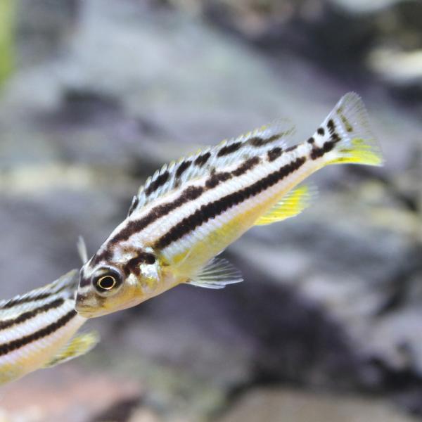 PF_SPQ　_aqua　熱帯魚・エビ他　シクリッド　種類で選ぶ　アフリカンシクリッド　イエローストライプ・シクリッド　４匹　ムブナ　Ｍｂｕｎａ　Ｍｅｌａｎｏｃｈｒｏｍｉｓ　ａｕｒａｔｕｓ　fish_database　アフリカ産　ビギナーに...