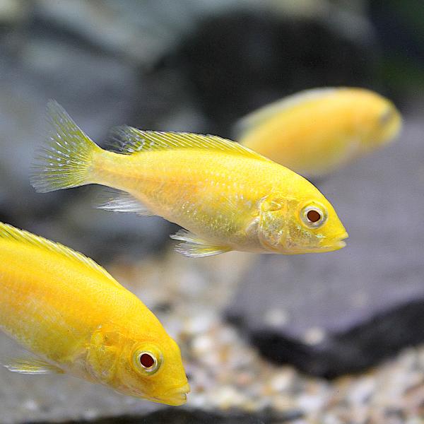 PF_SPQ　_aqua　熱帯魚・エビ他　シクリッド　種類で選ぶ　アフリカンシクリッド　ラビドクロミス・カエルレウス　２匹　fish_database　アフリカ産　ビギナーにオススメ　ムブナ　Ｍｂｕｎａ　Ｌａｂｉｄｏｃｈｒｏｍｉｓ　ｃａｅｒ...