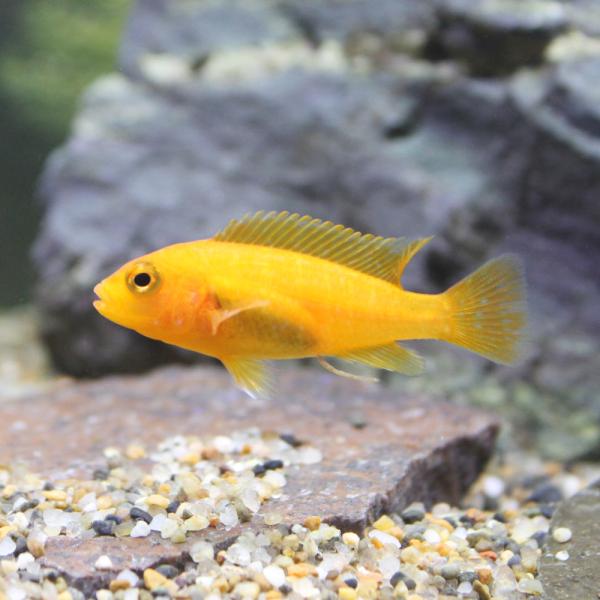 PF_SPQ　_aqua　熱帯魚・エビ他　シクリッド　種類で選ぶ　アフリカンシクリッド　オレンジゼブラ・シクリッド　４匹　fish_database　アフリカ産　ビギナーにオススメ　ムブナ　レッドゼブラ　cichlid_beta　kaijy...