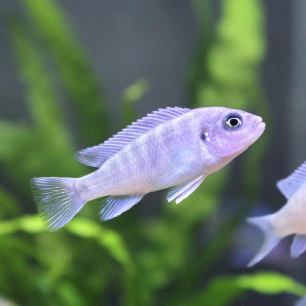 PF_SPQ　_aqua　熱帯魚・エビ他　シクリッドアフリカンシクリッド　コバルトブルーシクリッド　コバルトブルーゼブラシクリッド　４匹　fish_database　アフリカ産　ビギナーにオススメ　ムブナ　Ｍｂｕｎａ　cool　ブライトブル...