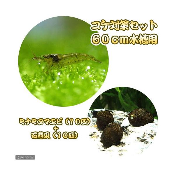 _aqua　熱帯魚・エビ他　ミナミセット　６０ｃｍ水槽用　ミナミヌマエビ　１０匹　石巻貝　ビオトープにおすすめの生体　食べさせる　水槽壁面のコケを綺麗にする　seitai_set　soujiweek2013　koketaisaku_set　...