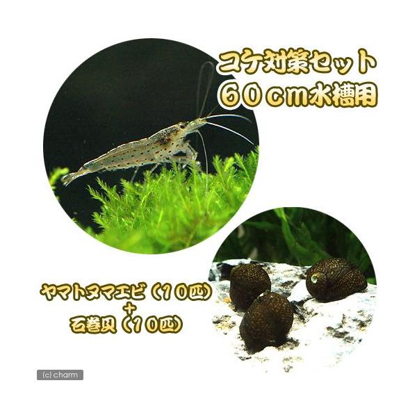 _aqua　熱帯魚・エビ他　ヤマト・ミナミセット　６０ｃｍ水槽用　ヤマトヌマエビ　１０匹　石巻貝　ビオトープにおすすめの生体　食べさせる　水槽壁面のコケを綺麗にする　seitai_set　MS0105　エビ生体　koketaisaku_se...