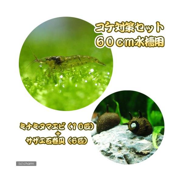 _aqua　熱帯魚・エビ他　ミナミセット　６０ｃｍ水槽用　ミナミヌマエビ　１０匹　サザエ石巻貝　６匹　ビオトープにおすすめの生体　食べさせる　水槽壁面のコケを綺麗にする　tachiage淡水生体　seitai_set　koketaisaku...