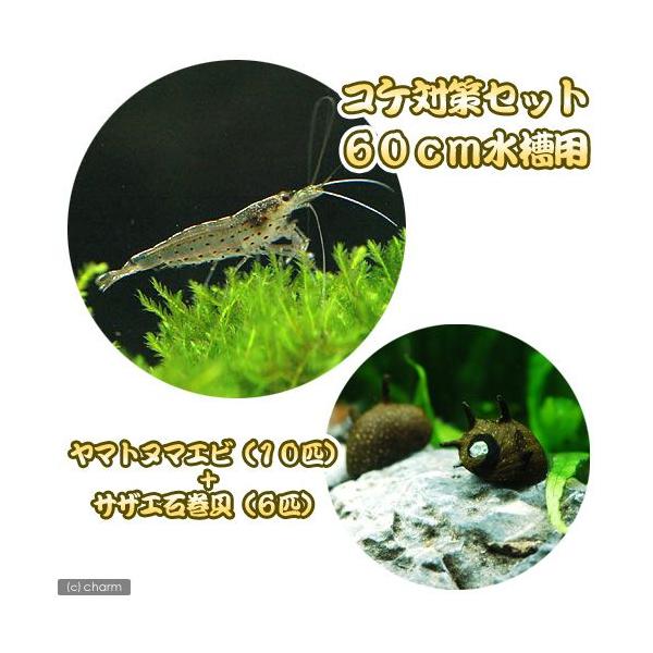 _aqua　熱帯魚・エビ他　ヤマト・ミナミセット　６０ｃｍ水槽用　ヤマトヌマエビ　１０匹　サザエ石巻貝　６匹　ビオトープにおすすめの生体　食べさせる　水槽壁面のコケを綺麗にする　tachiage淡水生体　seitai_set　koketai...