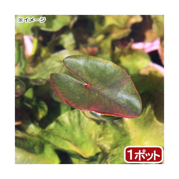 irIg[vjA@͍@IOREzli͍jiP|bgj@tAixԁj