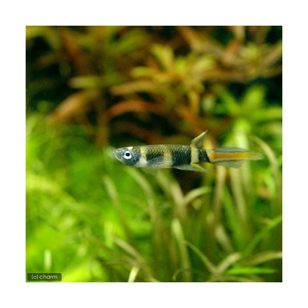 PF_SPQ　_aqua　熱帯魚・エビ他　ランプアイ・卵生メダカ　クラウン・キリー　４匹　fish_database　メダカの仲間　スポット　アフリカ　リベリア　ギニア　小型水槽用卵生メダカ　Ｐｓｅｕｄｅｐｉｐｌａｔｙｓ　ａｎｎｕｌａｔｕｓ...