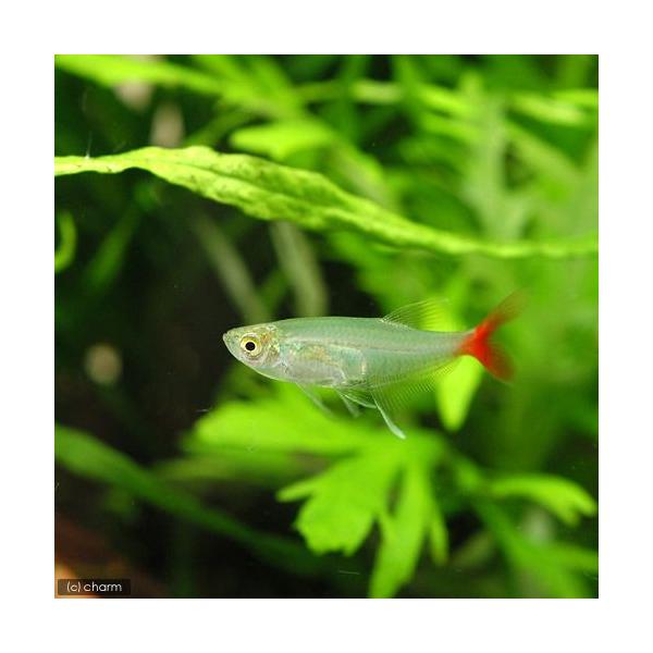 熱帯魚・エビ他　カラシン　テトラ等　南米産　小型種　アフィオカラックス系　グラスブラッドフィン　６匹　fish_database　Ｐｒｉｏｎｏｂｒａｍａ　ｆｉｌｉｇｅｒａ　Prionobramafiligere　ビギナーにオススメ　cool...