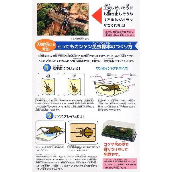 マルカン はじめてのかんたん昆虫標本セット 昆虫標本 昆虫採集 自由研究 代購幫
