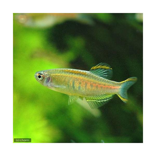 チャーム（charm） （熱帯魚）オレンジグリッター・ダニオ（4匹