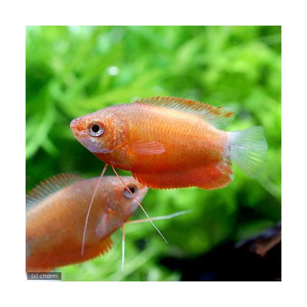 PF_SPQ　_aqua　熱帯魚・エビ他　グラミー・リコリス　レッド・グラミー　３匹　シックリップグラミー　オレンジシックリップグラミー　レッドグラミー　レッドグーラミー　レッドグーラミィグラミーの仲間　ビギナーにオススメ　Ｔｒｉｃｈｏｇａ...