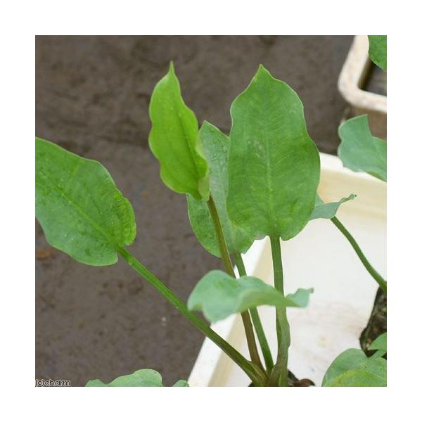 _aqua　_gardening　ビオトープ　水辺植物　水生植物　オモダカ　Ａｌｉｓｍａｔａｃｅａｅ　ガーデニング　その他水辺植物　all_plants　20110328　bio_130715　植物　植物生体　ガーデニング生体　育て方　育成...