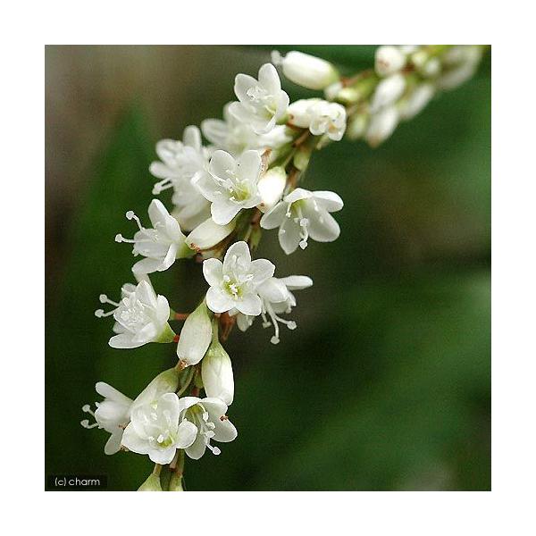 _aqua　_gardening　金魚・メダカ　水辺植物　水生植物　有茎種　その他水辺植物　ガーデニング　ビオトープ　植物　植物生体　ガーデニング生体　育て方　育成方法　栽培方法　湿性植物　サクラタデ　シロバナサクラタデ　シロハナ　タデ　Ｐ...