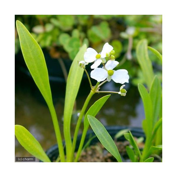 （ビオトープ）水辺植物　ナガバオモダカ（サジタリアグラミネア）（１ポット）抽水植物