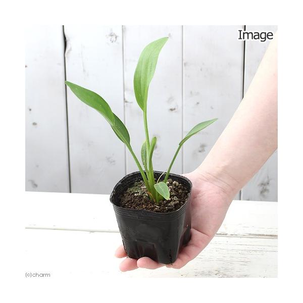 ビオトープ 水辺植物 ナガバオモダカ グラミネア １ポット 抽水植物 Buyee Buyee 提供一站式最全面最專業現地yahoo Japan拍賣代bid代拍代購服務 Bot Online