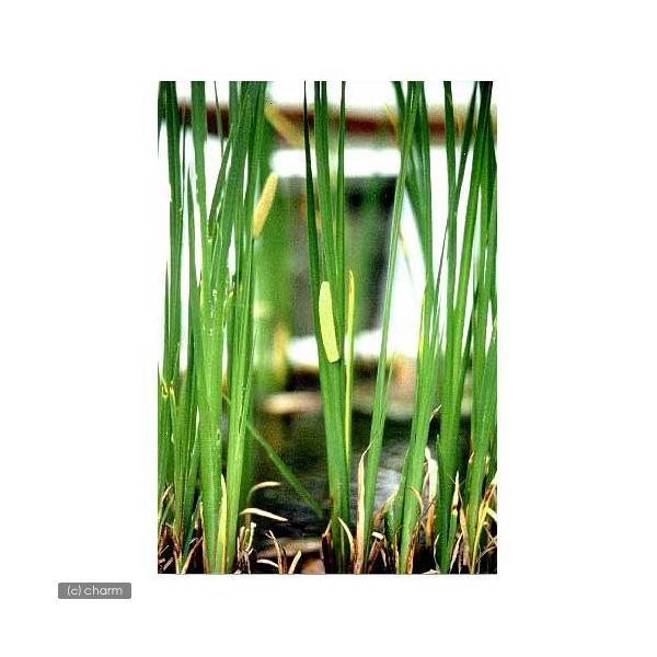 _aqua　金魚・メダカ　_gardening　ビオトープ　鉢　水辺植物　水生植物　ガーデニング　その他水辺植物　all_plants　biobonus1植物　植物生体　ガーデニング生体　(TK　メダカの冬眠　育て方　育成方法　栽培方法　湿...